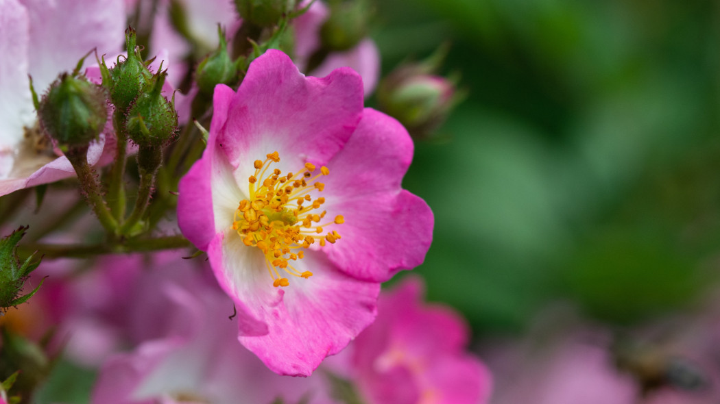 Róża sina (Rosa dumalis)