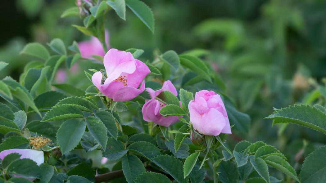 Róża sina (Rosa dumalis)