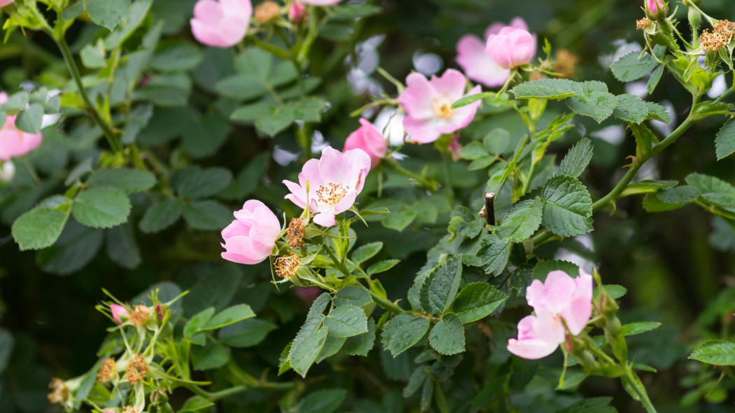 Róża sina (Rosa dumalis)