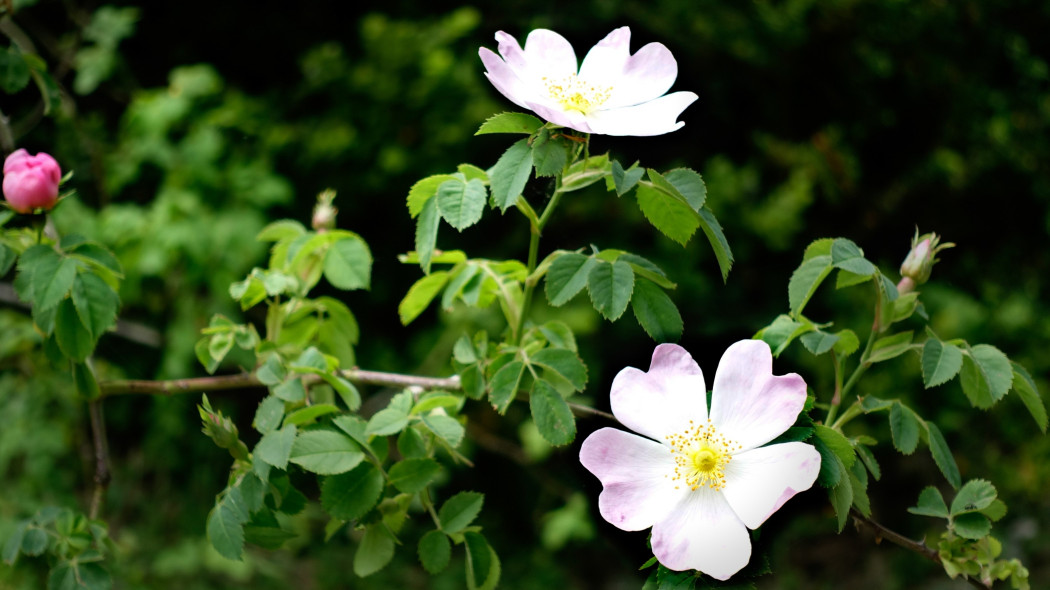 Róża sina (Rosa dumalis)