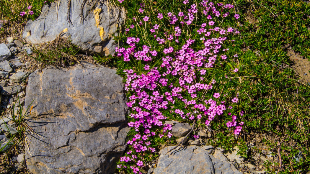 Goździk alpejski (Dianthus alpinus)