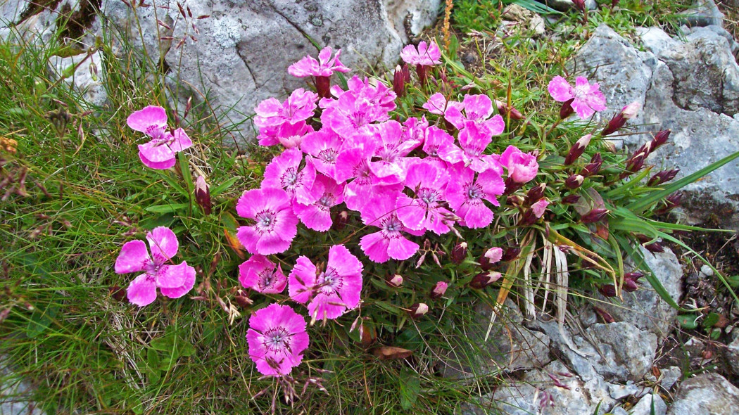 Goździk alpejski (Dianthus alpinus)