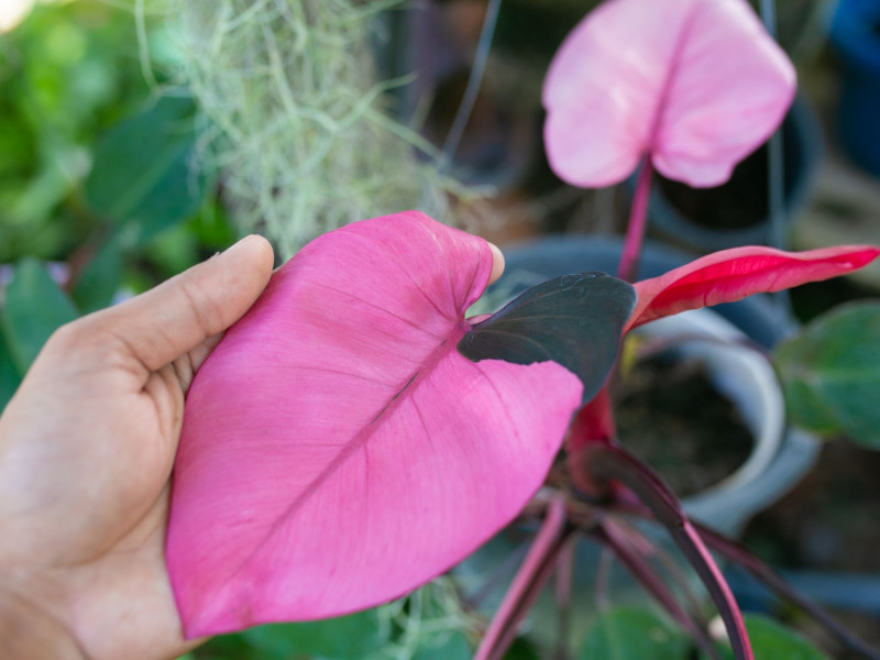 Filodendron ‘Pink Princess’