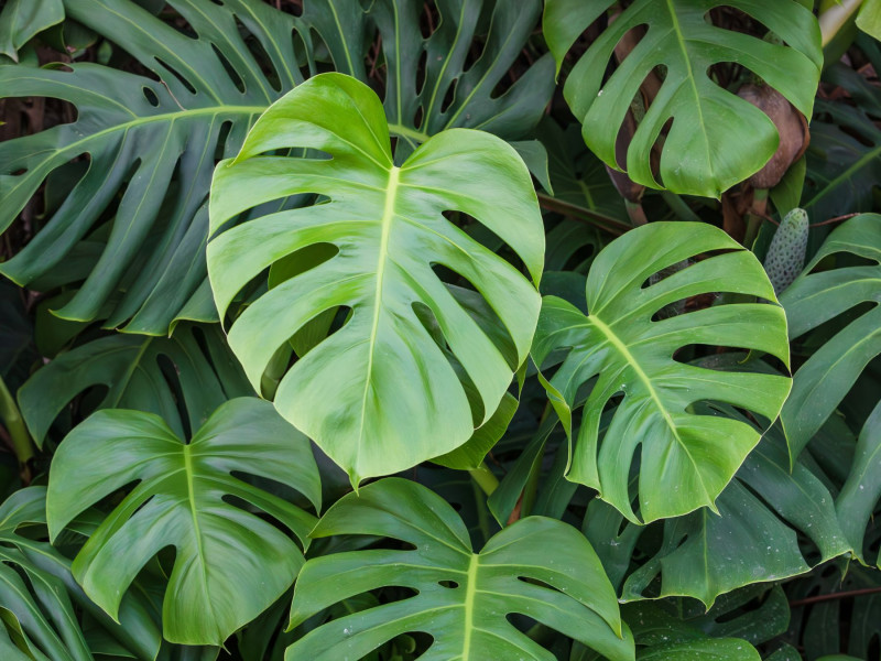 Filodendron monstera