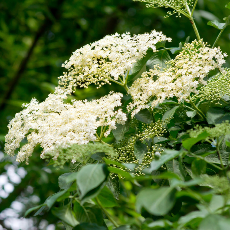 kwitnący na biało krzew czarnego bzu (Sambucus nigra)