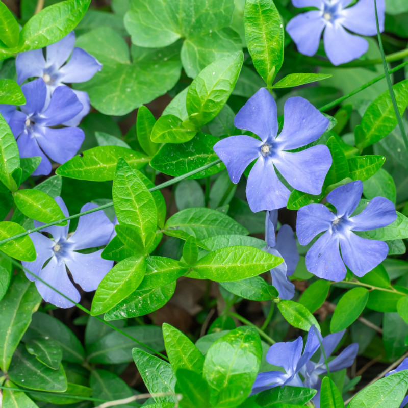 kwitnący na fioletowo wiosną barwinek mniejszy (Vinca minor)