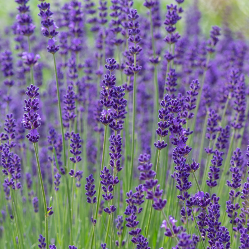 kwitnąca na fioletowo latem lawenda wąskolistna (Lavandula angustifolia)