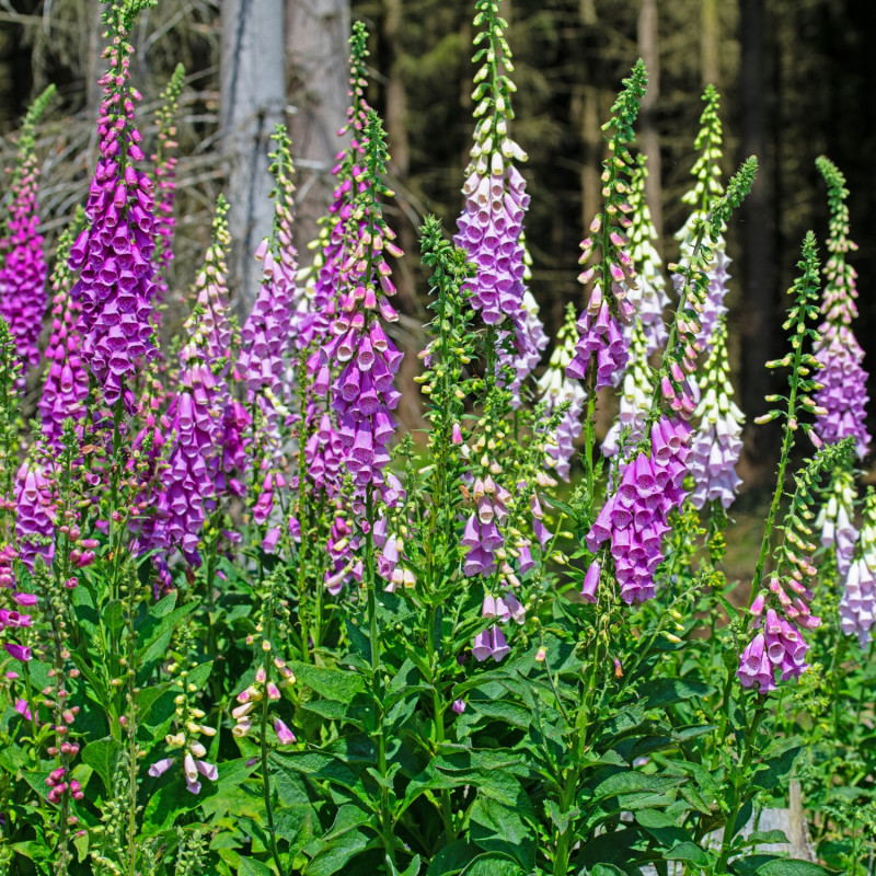 kwitnące na fioletowo i biało naparstnice purpurowe (Digitalis purpurea)