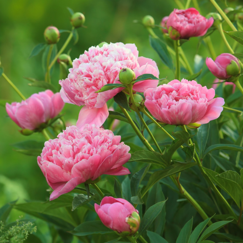 kwitnąca latem na różowo piwonia lekarska (Paeonia officinalis)