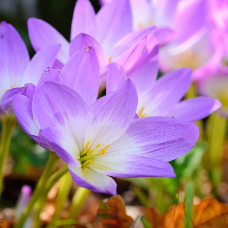 kwitnący na fioletowo jesienią zimowit jesienny (Colchicum autumnale)