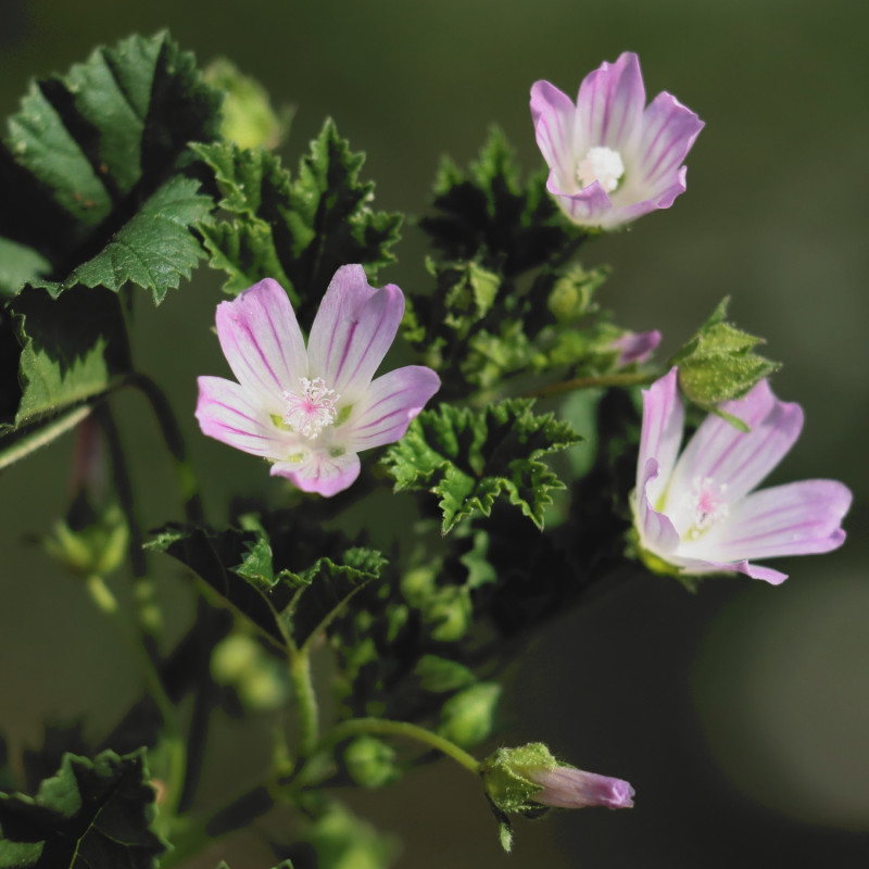 kwitnący na różowo ślaz zaniedbany (Malva neglecta)