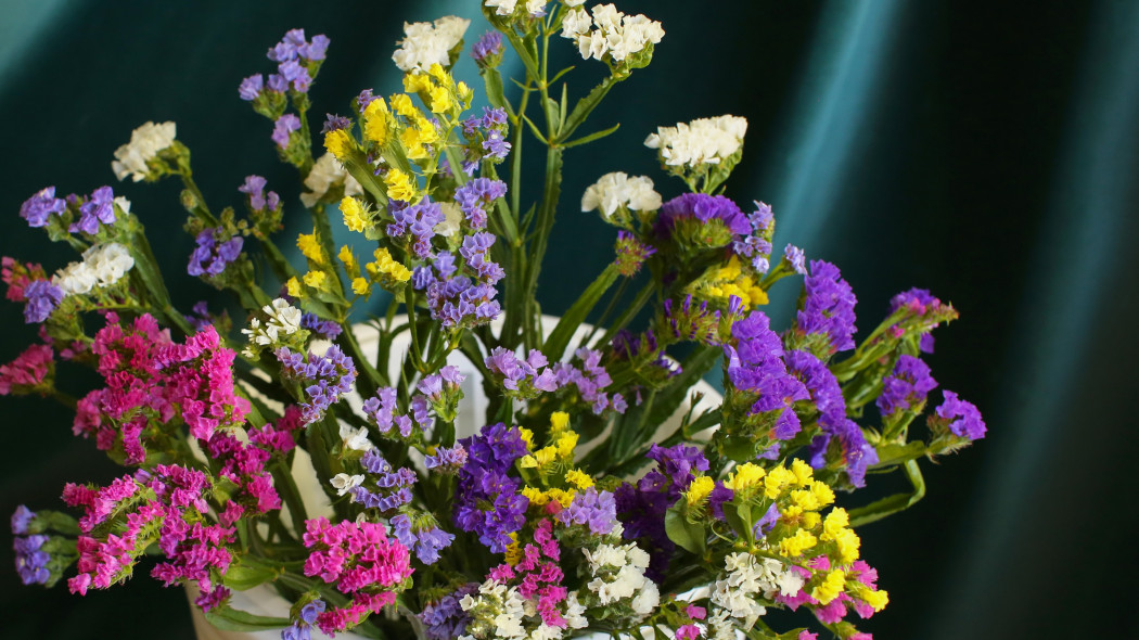 Zatrwian wrębny (Limonium sinuatum)