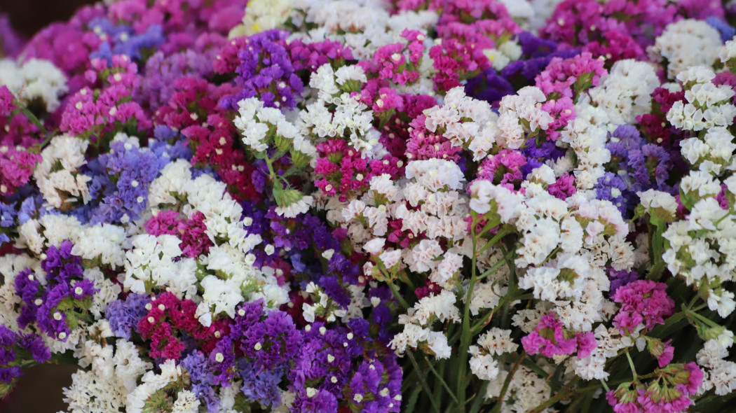 Zatrwian wrębny (Limonium sinuatum)