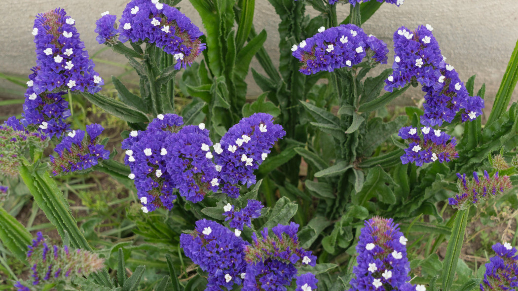 Zatrwian wrębny (Limonium sinuatum)