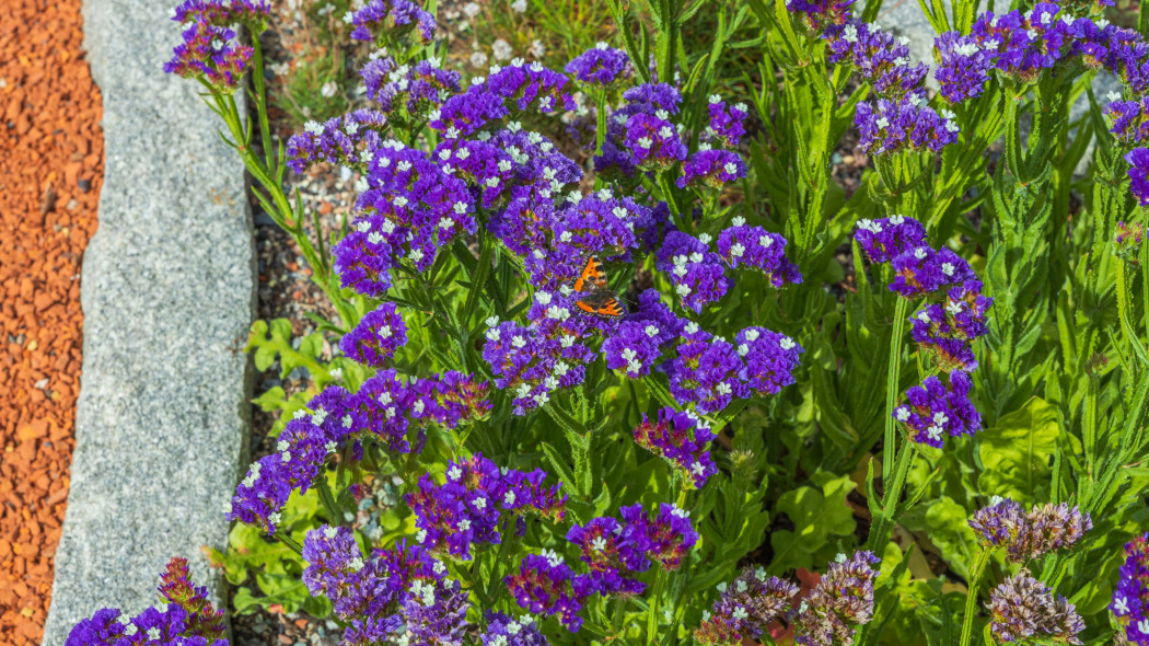 Zatrwian wrębny (Limonium sinuatum)