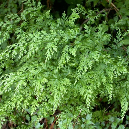 Onychium japońskie