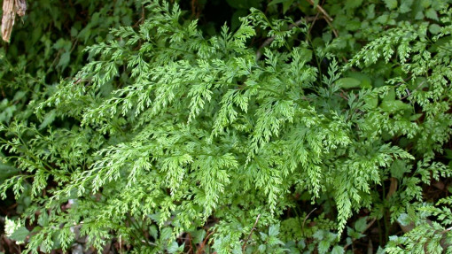 Onychium japońskie