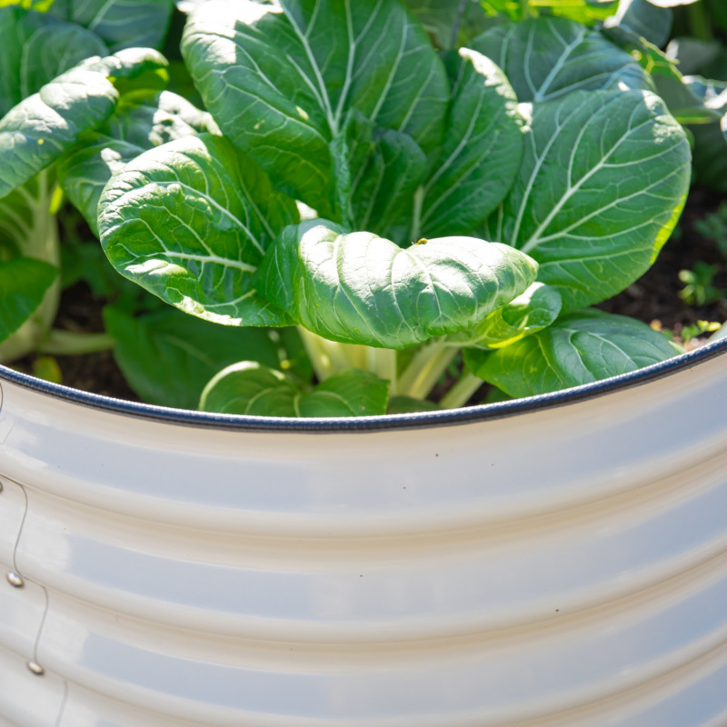 kapusta pak choi w podwyższonej grządce 