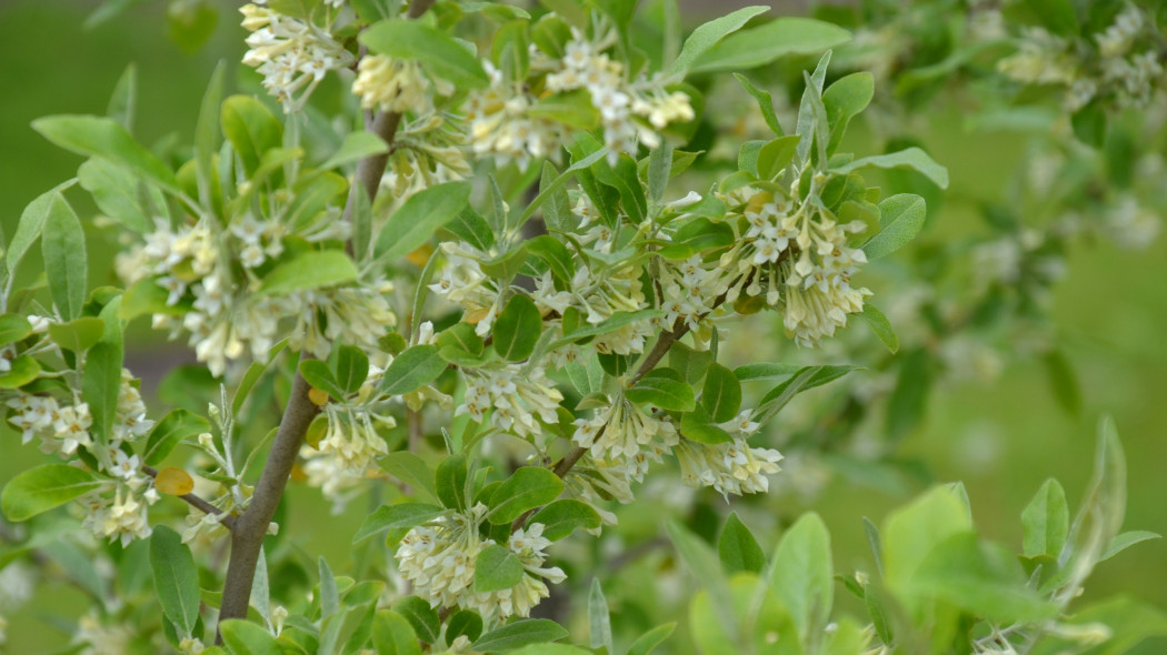 Oliwnik baldaszkowy (Elaeagnus umbellata)