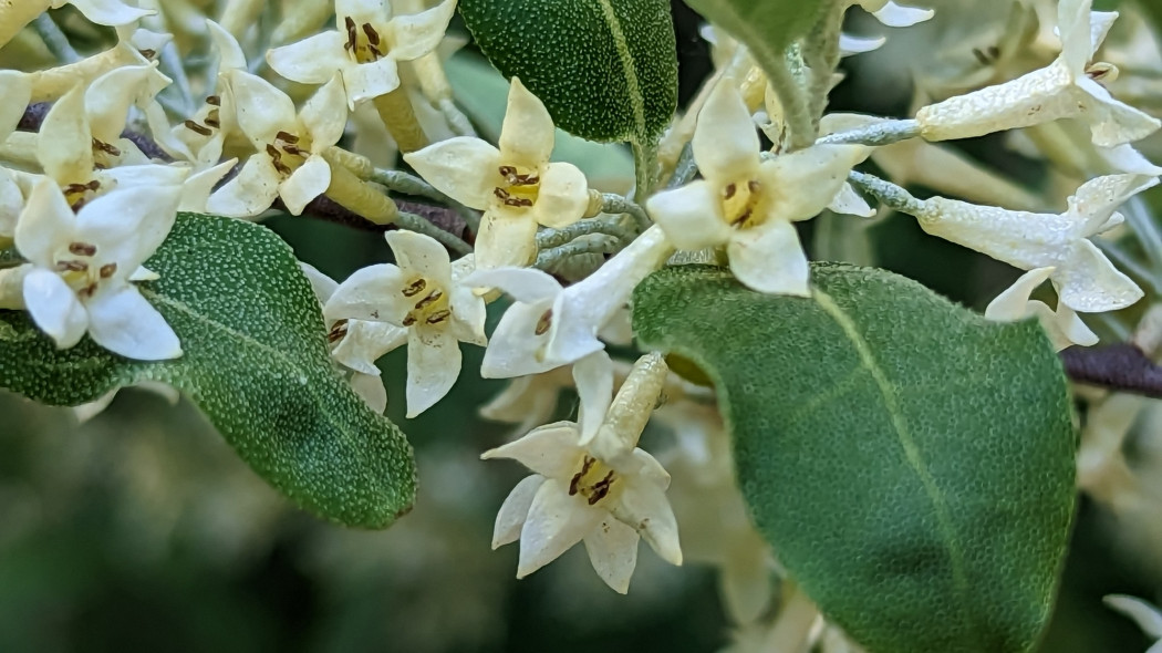 Oliwnik baldaszkowy (Elaeagnus umbellata)