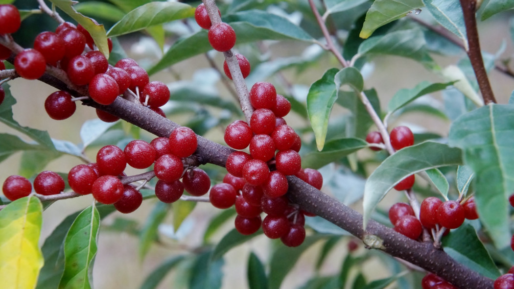 Oliwnik baldaszkowy (Elaeagnus umbellata)