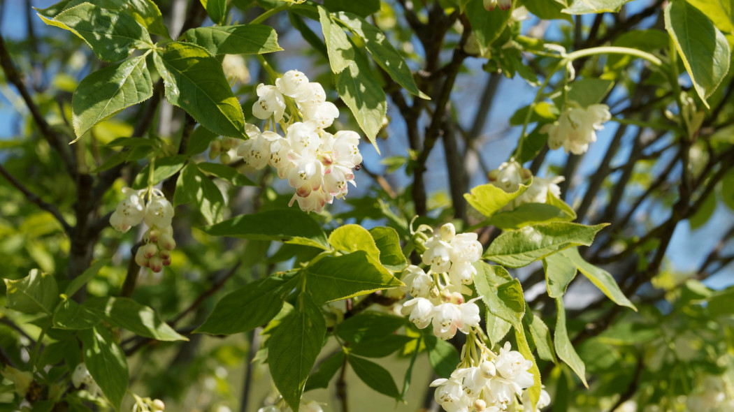 Kłokoczka południowa (Staphylea pinnata)