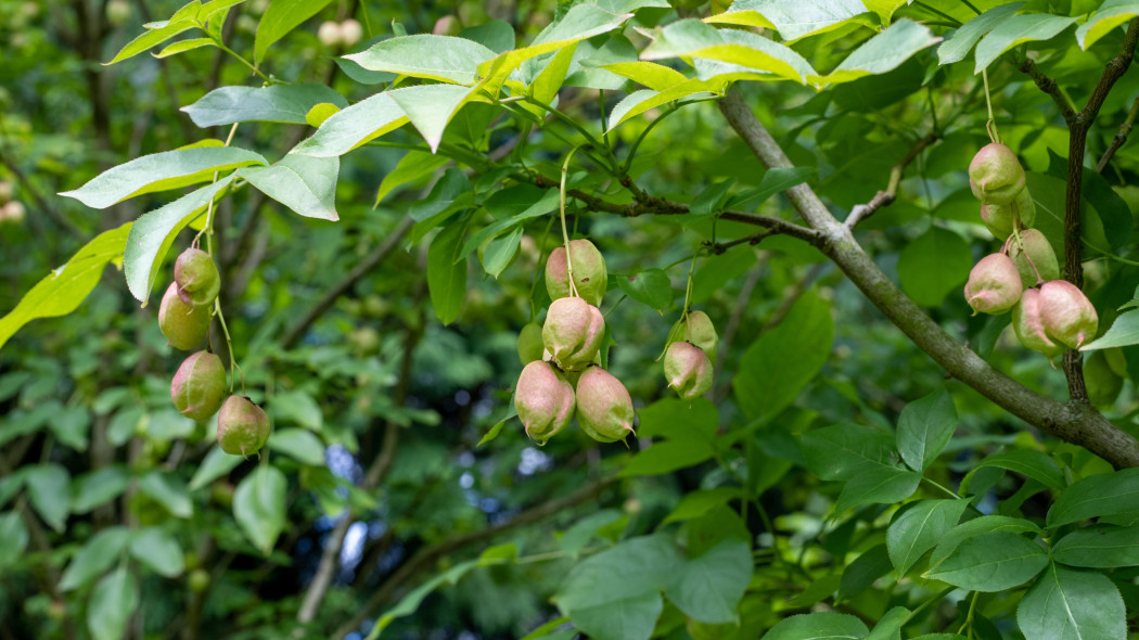 Kłokoczka południowa (Staphylea pinnata)