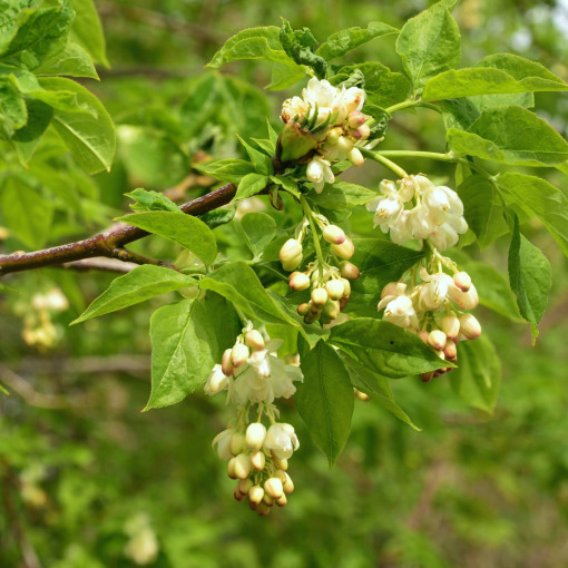 Kłokoczka południowa