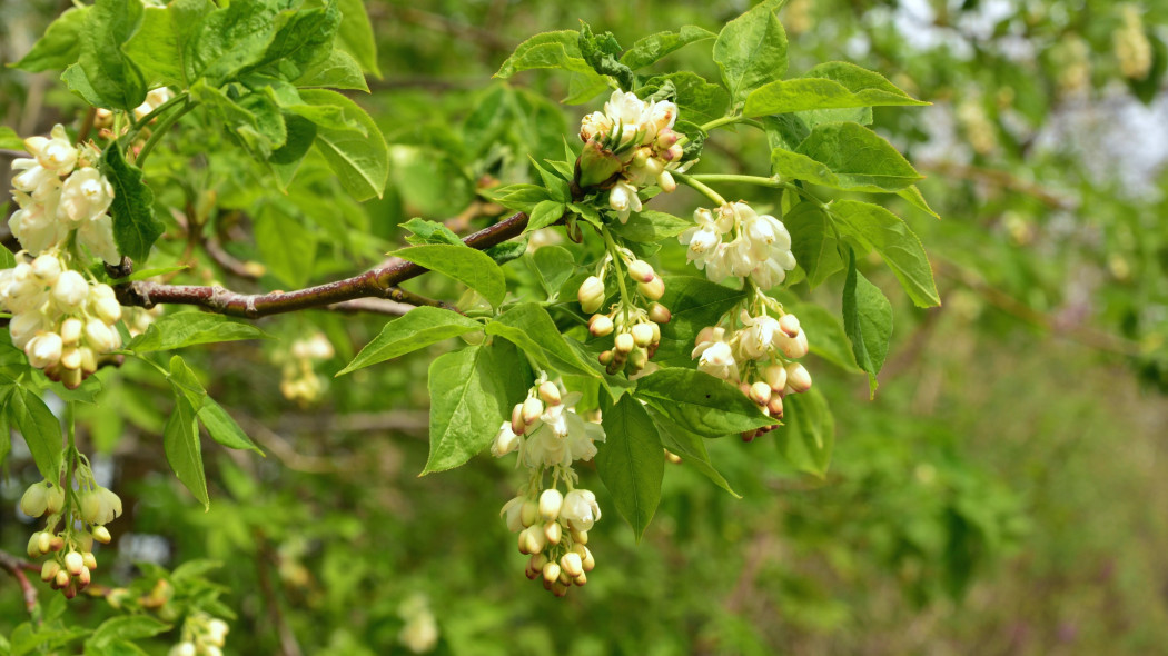 Kłokoczka południowa (Staphylea pinnata)