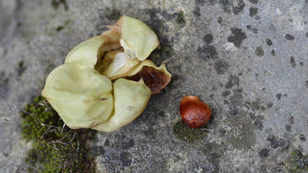 Kłokoczka południowa (Staphylea pinnata) - nasiono