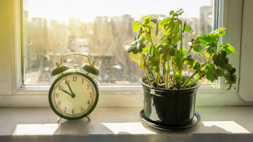 Bujnie kwitnące pelargonie po zimowaniu? Wybudź je w ten sposób już w styczniu