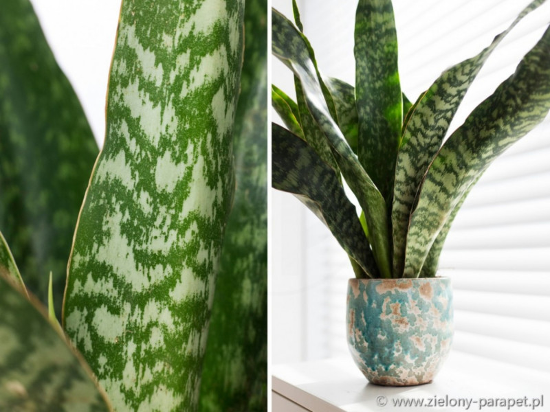 Sansevieria aubrytiana Dragon – liście