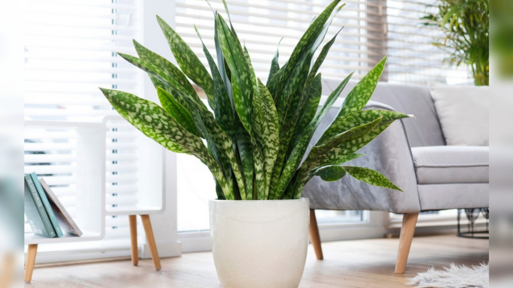 Sansevieria aubrytiana Dragon