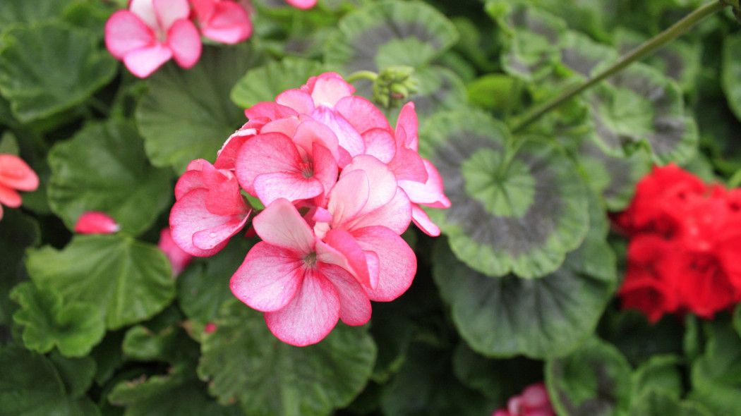 Pelargonia pasiasta (Pelargonium hortorum)