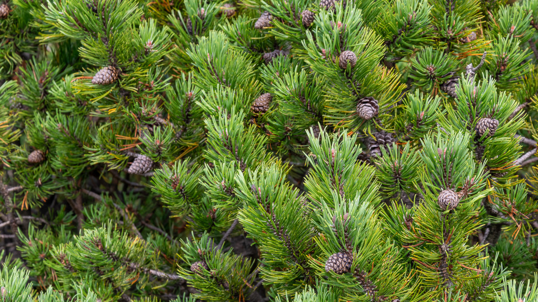 Sosna górska, kosodrzewina (Pinus mugo)