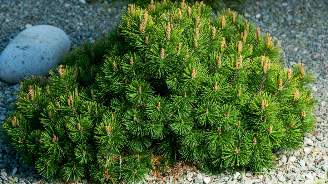 Sosna górska, kosodrzewina (Pinus mugo) Pumila