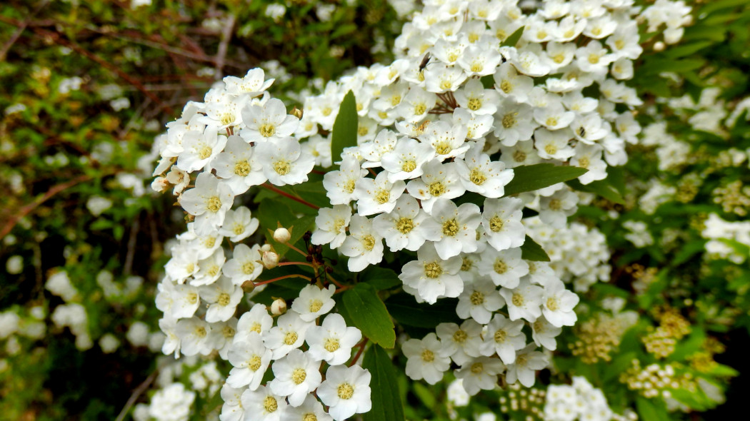 Tawuła wczesna (Spiraea arguta)