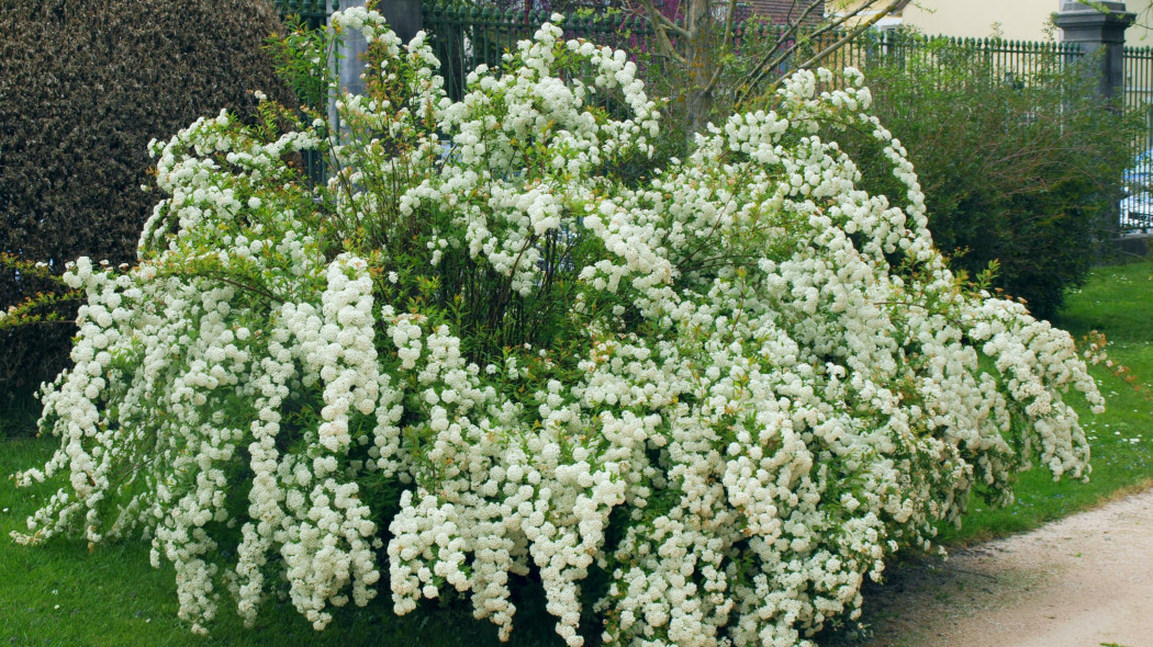 Tawuła wczesna (Spiraea arguta)