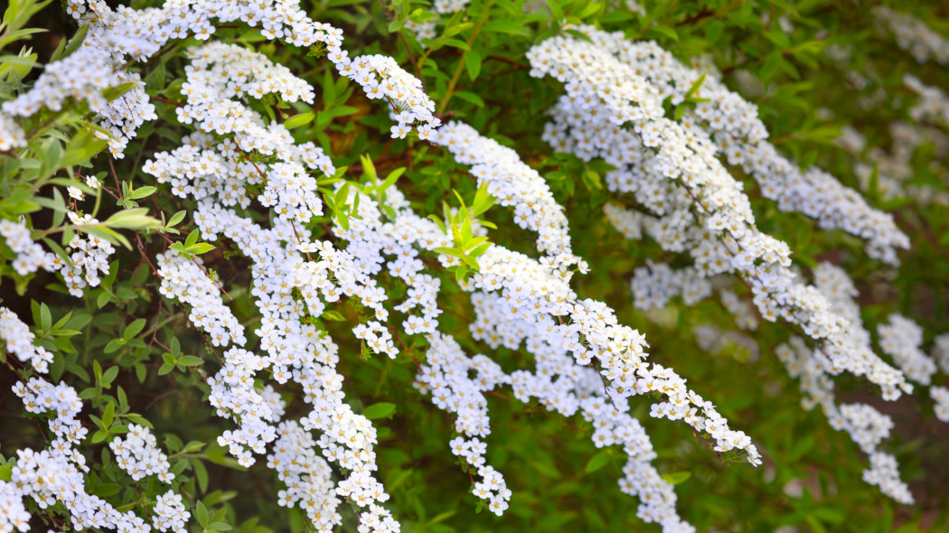 Tawuła wczesna (Spiraea arguta)