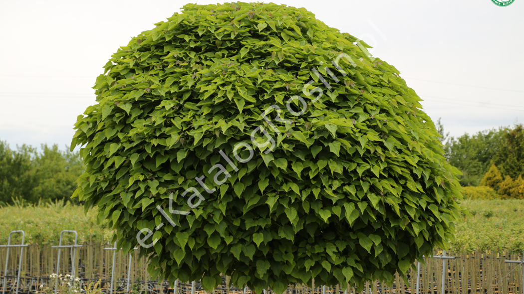 surmia bignoniowa (Catalpa bignonioides) 'Nana' w ogrodzie latem