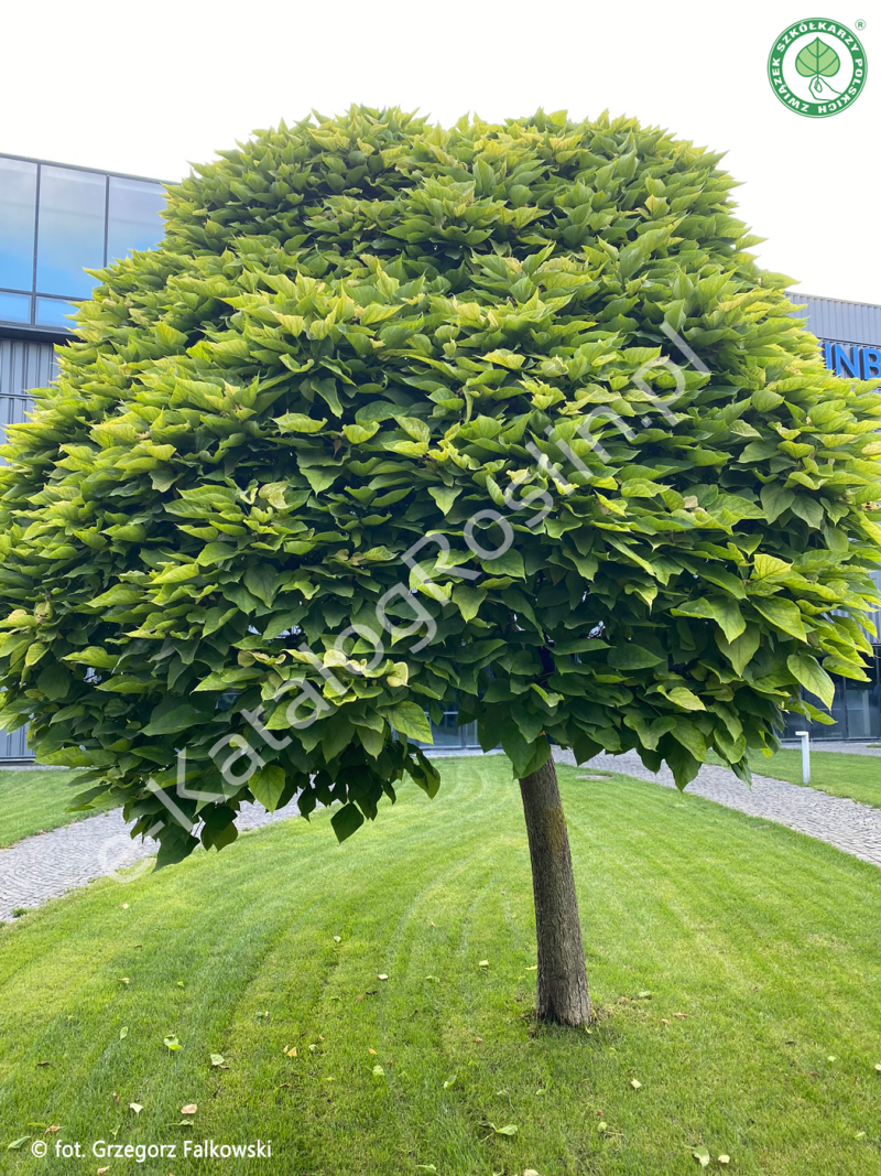 surmia bignoniowa (Catalpa bignonioides) 'Nana' w ogrodzie latem