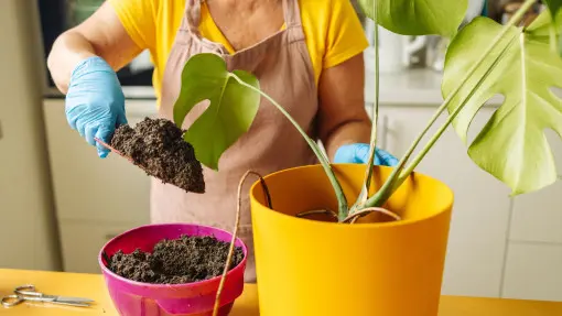 Kiedy przesadzać rośliny domowe? Patrz na te znaki