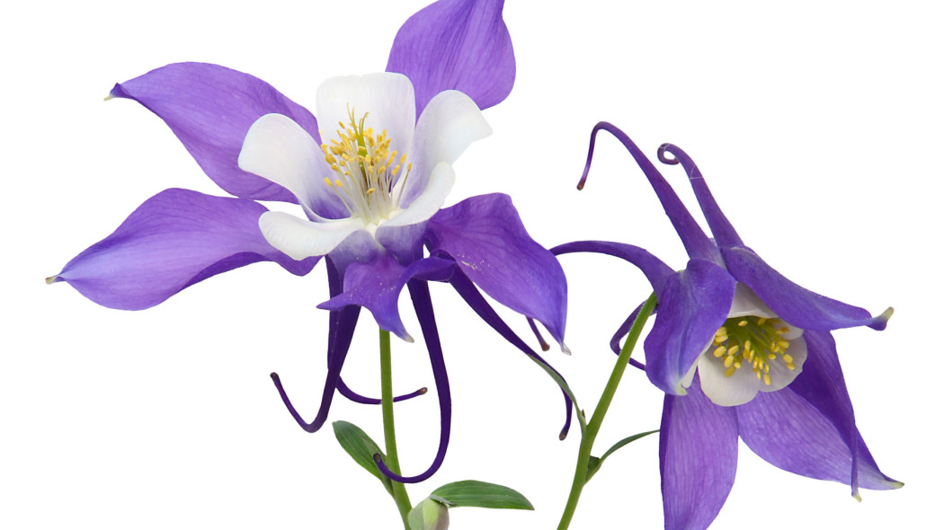 fioletowe orliki (Aquilegia) - byliny ogrodowe