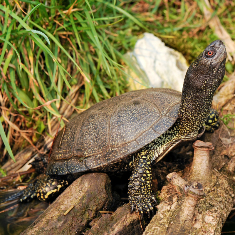 żółw błotny (Emys orbiculatus) na lądzie