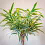 Dracena