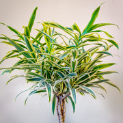 Dracena