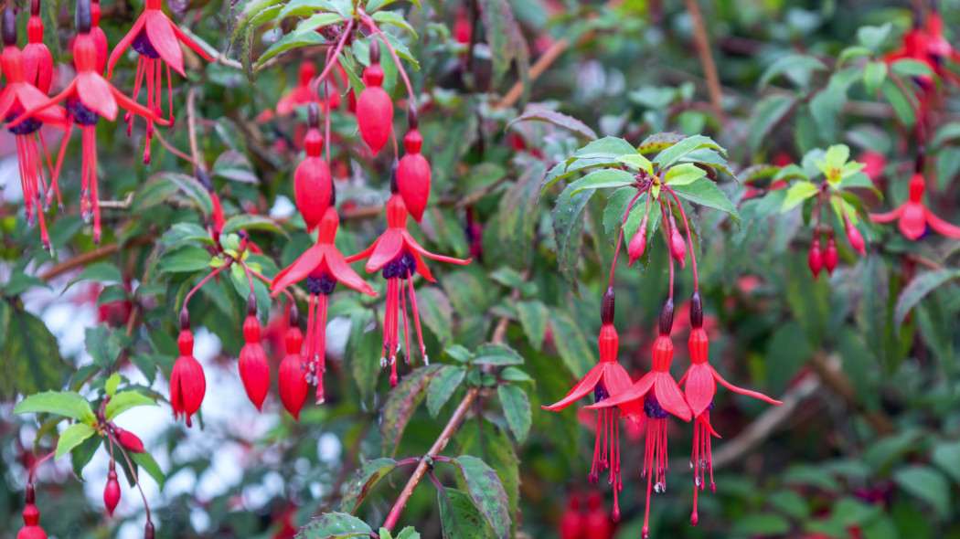 Fuksja magellańska (Fuchsia magellanica)