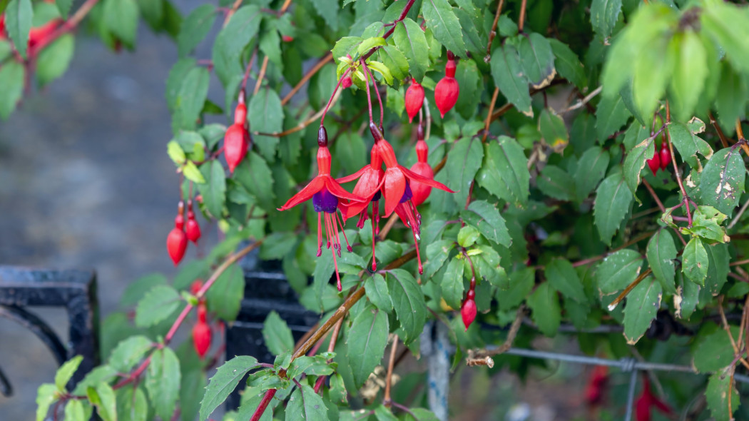 Fuksja magellańska (Fuchsia magellanica) kwiaty