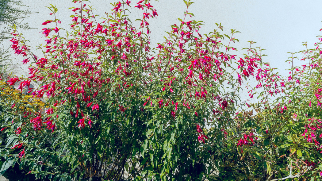 Fuksja magellańska (Fuchsia magellanica) w ogrodzie