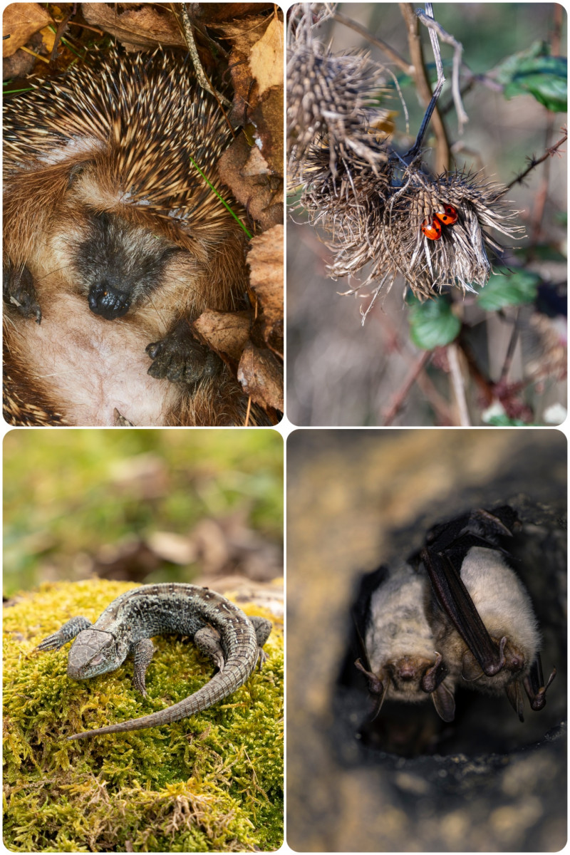 Hibernujące zwierzęta w ogrodzie